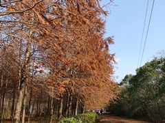 -上海海湾国家森林公园