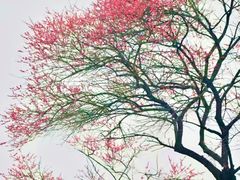 -杭州湾海上花田景区