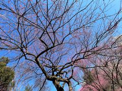 -杭州植物园