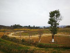-紫颐香薰山谷景区