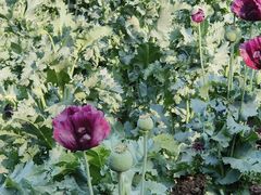 -国家植物园南园