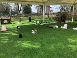 -萌宠亲子动物乐园(槐房万达店)