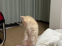 -babydoll猫舍·米努特·德文·缅因(久光中心店)