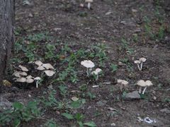 正门西面的蘑菇-辽宁大学(崇山校区)