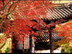 -迎晨餐厅(青芝坞店)