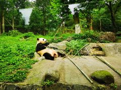 -都江堰中华大熊猫苑