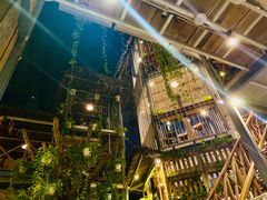 -Rainforest