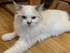 -滚猫咖啡·猫咖·猫友好撸猫(未来城店)
