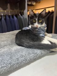 -ChenV西服礼服高级定制(市区养育巷店)