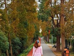 -上海长兴岛郊野公园