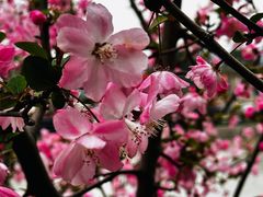 -高东镇樱花园