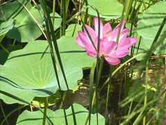 -昆山城市生态森林公园