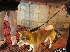 -是阿柴呀！柴犬咖啡·爱喵喵猫咖
