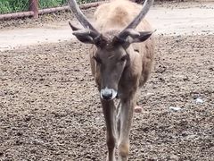 -青藏高原野生动物园