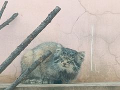 -青藏高原野生动物园