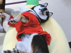 -逗柴咖啡屋·狗咖猫咖宠物桌游