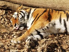 -栾川竹海野生动物园