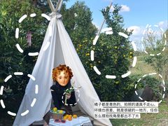 -柑橘农场