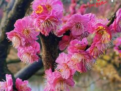 -花开海上生态园