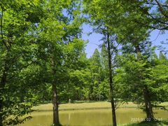 -黄海国家森林公园