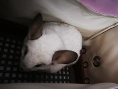 -萌兽医馆·眼科·异宠专科(三里屯店)