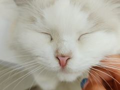 -瞄一喵猫咖(格力海岸店)