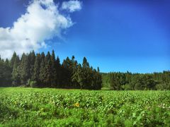 -武陵山森林公园