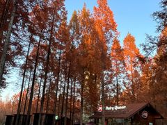 -黄海国家森林公园