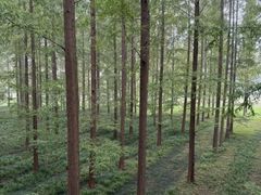 -黄海国家森林公园