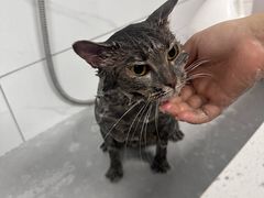 -宠颐生猫科·内科皮肤科(西平世纪城店)