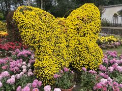 -都江堰玫瑰花溪谷