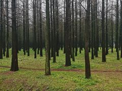 -蜀冈西峰生态公园