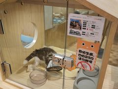-屋虎猫馆(宝安大仟里店)