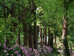 -上海滨江森林公园