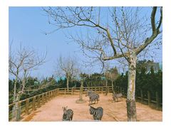 -西霞口神雕山野生动物世界