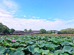 -洪湖生态旅游区