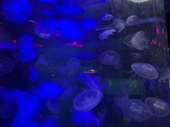-重庆欢乐海底世界