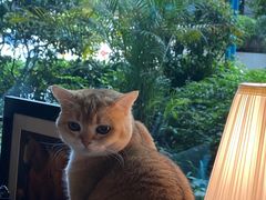 -咖法森林·咖啡  酒吧(天河店)