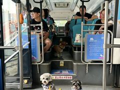 -帕帕拉兹宠物(亚洲旗舰店)