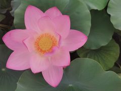-石家庄市植物园