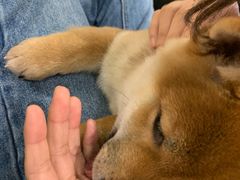 -逗柴咖啡屋·狗咖猫咖宠物桌游