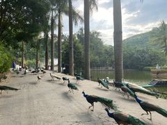 -西双版纳原始森林公园