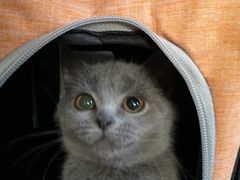 -lincat·猫舍(广州店)