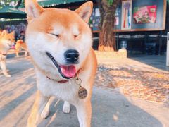 -柴犬高等学院·狗咖·柴犬售卖·宠物训练