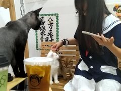 -楼上猫咖(罗湖店)