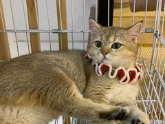 -柴迷FANS CLUB·柴犬狗咖·猫咖