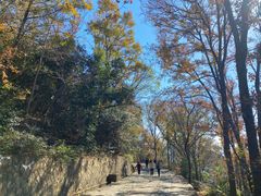 -紫金山山顶公园