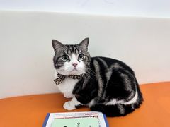 -爱妮康宠物医院·干细胞免疫细胞·肿瘤·心脏(张江店)