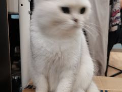 -猫尾侦探俱乐部·剧本杀·狼人杀