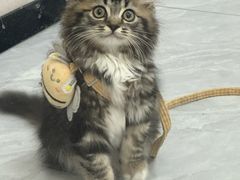 -瑞鹏宠物医院·骨科·猫科·内科(第一中心)